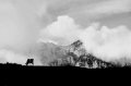 05 - Mucca al Pascolo
